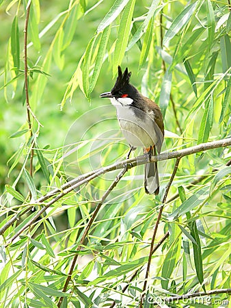 Pycnonotus jocosus Stock Photo