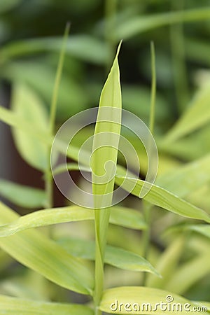 Pygmy Bamboo Stock Photo