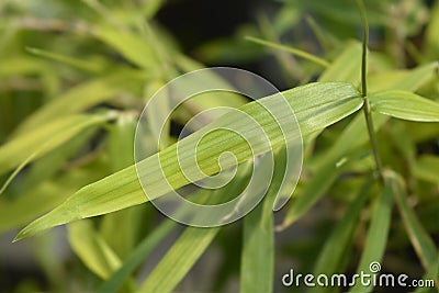 Pygmy Bamboo Stock Photo