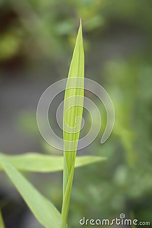 Pygmy Bamboo Stock Photo