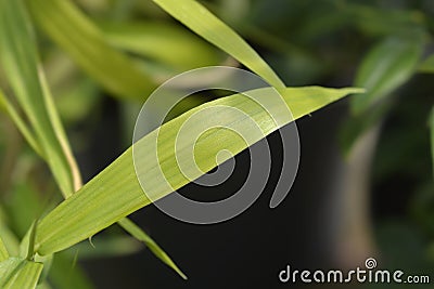 Pygmy Bamboo Stock Photo