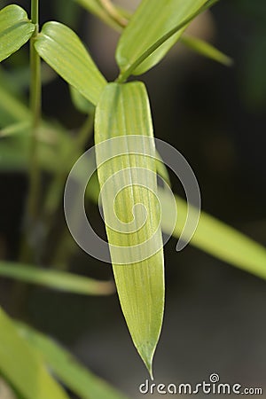 Pygmy Bamboo Stock Photo