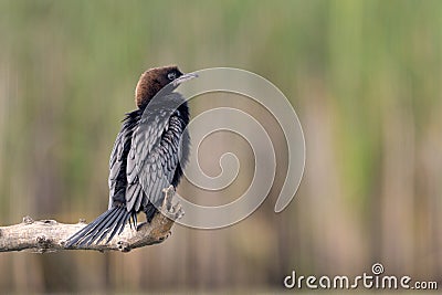 Pygmy Cormorant Stock Photo