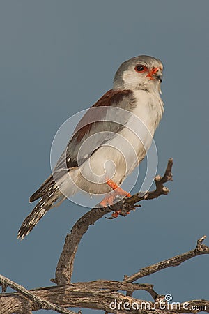 Pygmy falcon Stock Photo