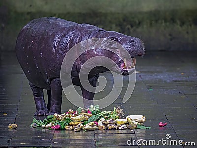 The pygmy hippopotamus or pygmy hippo (Choeropsis liberiensis) Stock Photo