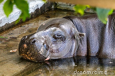 A pygmy hippopotamus rests and sleeps on the flooded steps of an abandoned old building. Stock Photo