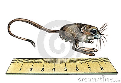 Pygmy Jerboa Stock Photo