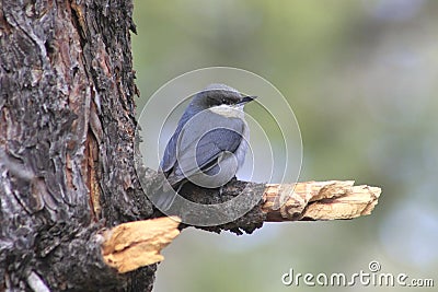 Pygmy Nuthatch (Sitta pygmaea) Stock Photo