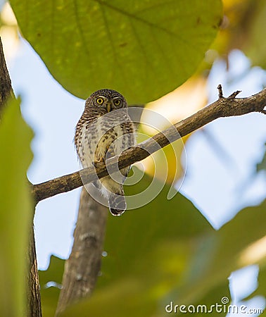 Pygmy Owl on branch Stock Photo