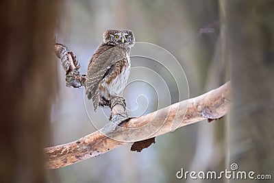 Pygmy Owl Glaucidium passerinum perched on a tree branch Stock Photo