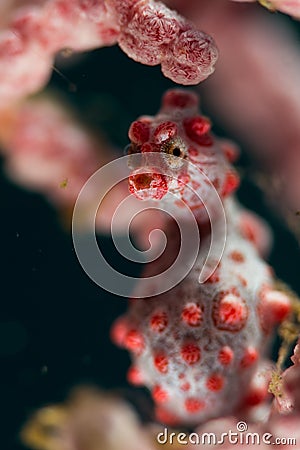 Pygmy seahorse Stock Photo