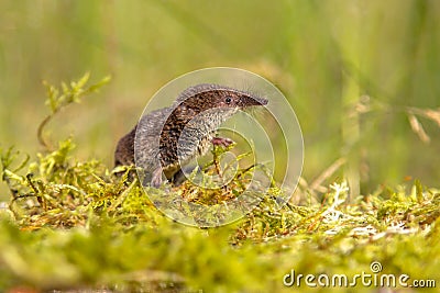 Pygmy shrew looking in natural environment Stock Photo