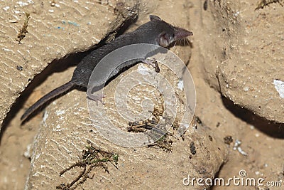 Pygmy white-toothed shrew Stock Photo