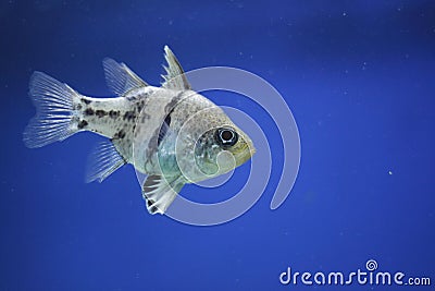 Pyjama cardinalfish Stock Photo