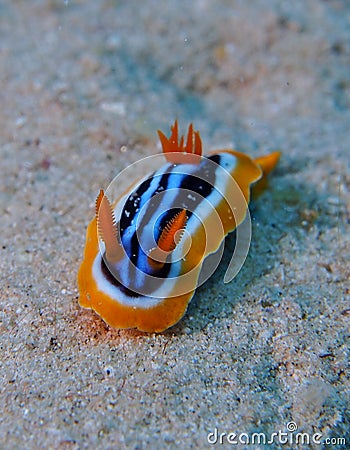 Pyjama Nudibranch Chromodorid Red Sea Stock Photo