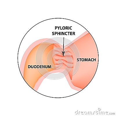 Pyloric sphincter of the stomach duodenum. Pylorus. Infographics. Vector image on isolated background Vector Illustration