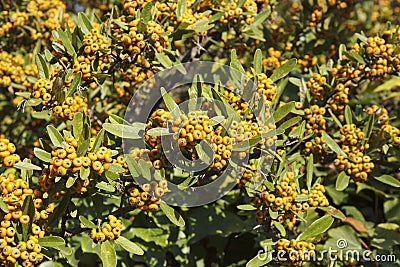 Pyracantha angustifolia is a genus of spiny evergreen shrubs in the family Rosaceae Stock Photo