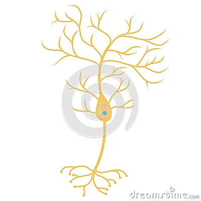 Pyramidal neurons cell Vector Illustration