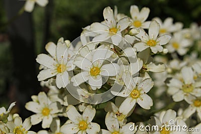 `Pyrenean Encrusted Saxifrage` flowers - Saxifraga Longifolia Stock Photo