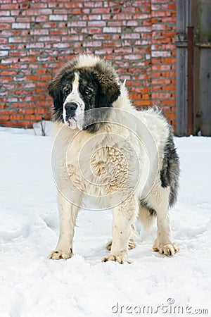 Pyrenean Mastiff Stock Photo