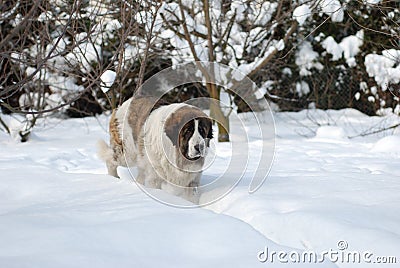 Pyrenean Mastiff Stock Photo