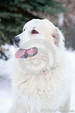 Pyrenean Mastiff on in winter. Stock Photo