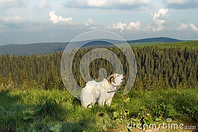 Pyrenean mountain dog barking on slope scenic photography Stock Photo