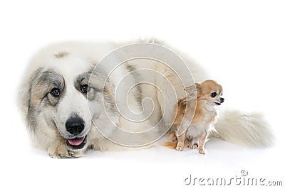Pyrenean Mountain Dog and chihuahua Stock Photo