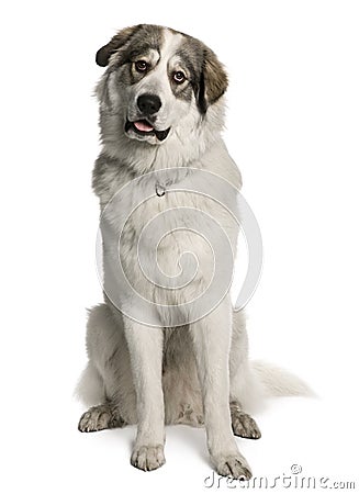 Pyrenean Mountain Dog, known as the Great Pyrenees Stock Photo