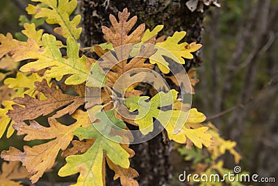 Pyrenean oak tree autumnal foliage close up Stock Photo