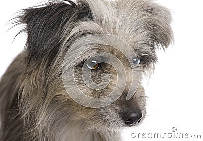 Pyrenean Shepherd (1 year) Stock Photo