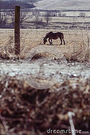 Pyrenes horse pasturing on a brown meadow field landscape Stock Photo