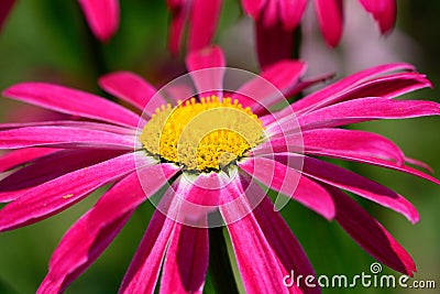 Pyrethrum daisy tanacetum coccineum Stock Photo