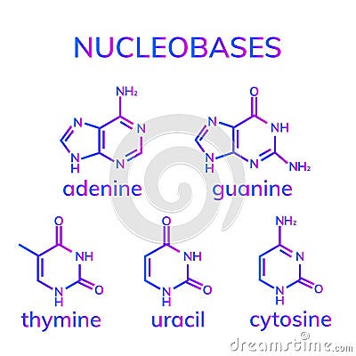 Pyrimidine and purine nucleobases Vector Illustration