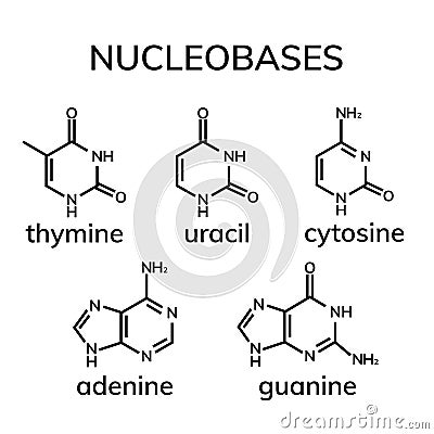 Pyrimidine and purine nucleobases Vector Illustration