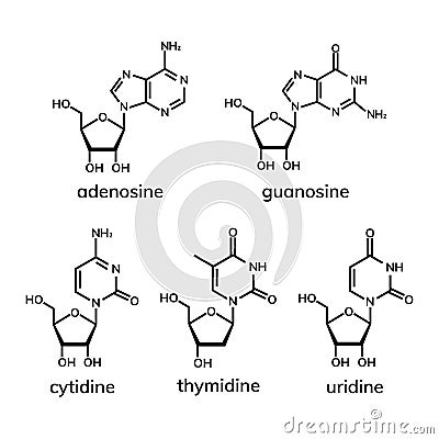 Pyrimidine and purine nucleosides Vector Illustration