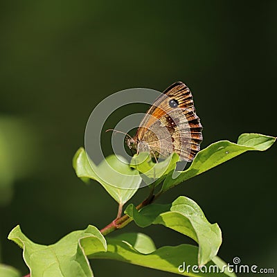 Pyronia tithonus butterfly Stock Photo