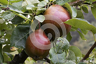 Close up of two, dark red, ripe, Pear `Black Worcester` fruits Pyrus communis `Black Worcester` hanging close together on tree. Stock Photo