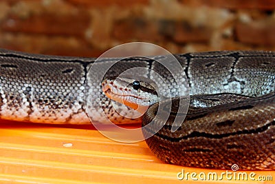 Python ball python with abstract patterned skin Stock Photo