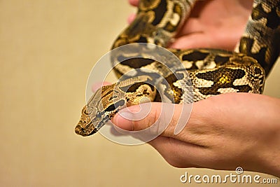 python on hand, snake on hand, man holds python Stock Photo