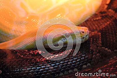 Python molurus Stock Photo