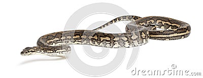 Python, Morelia spilota variegata Stock Photo