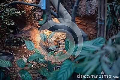 The Python Regius, or Royal Python, is a strikingly beautiful snake at Wroclaw Zoo, Poland Stock Photo