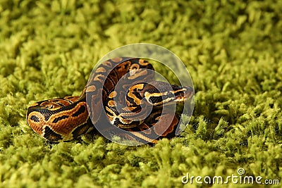Python regius snake (royal or ball python) Stock Photo
