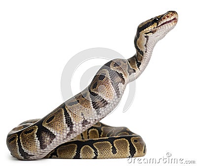 Python Royal python eating a mouse, ball python Stock Photo