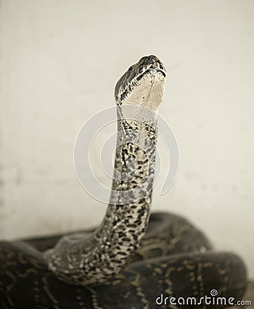 Python sebae Stock Photo