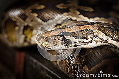 Python Snake Stock Photo