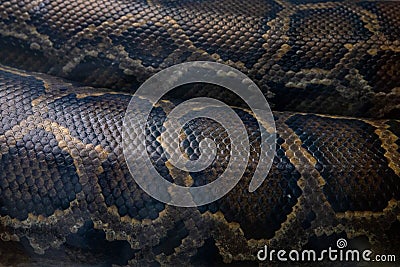 Python snake body with skin scales closeup. Living snake body closeup. Snakeskin scales ornament. Python pattern Stock Photo