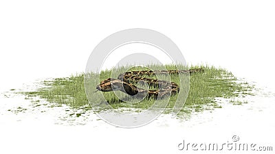Python snake crawls in grass Stock Photo