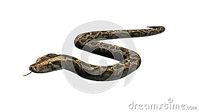 Python snake crawls Stock Photo